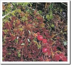 Attēlu rezultāti vaicājumam “Oxycoccus microcarpus”