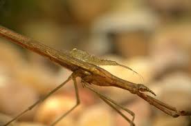 Attēlu rezultāti vaicājumam “Ranatra linearis”