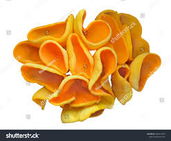 Attēlu rezultāti vaicājumam “Otidea onotica”