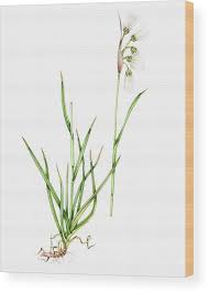 Attēlu rezultāti vaicājumam “Eriophorum latifolium”