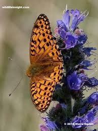 Attēlu rezultāti vaicājumam “Argynnis aglaja upperside”