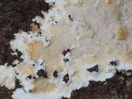 Attēlu rezultāti vaicājumam “Porotheleum fimbriatum”