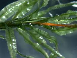 Attēlu rezultāti vaicājumam “Atrichum undulatum sporophyte”