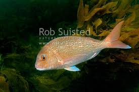 Image result for Pagrus auratus