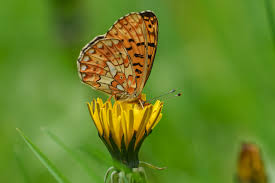 Attēlu rezultāti vaicājumam “Boloria eunomia upperside”