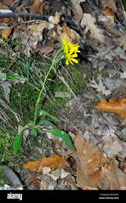 Attēlu rezultāti vaicājumam “Hieracium murorum flower”