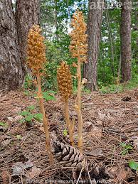 Attēlu rezultāti vaicājumam “Neottia nidus-avis flower”