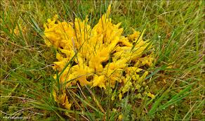 Attēlu rezultāti vaicājumam “Badhamia lilacina”