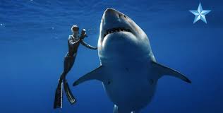 Image result for Deep Blue Diving