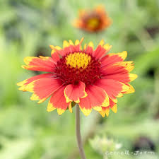 Image result for Gaillardia