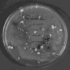 Attēlu rezultāti vaicājumam “Didymium bahiense spores”