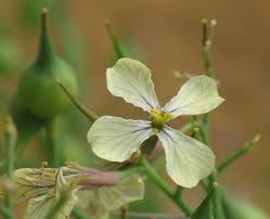 Attēlu rezultāti vaicājumam “Raphanus raphanistrum”