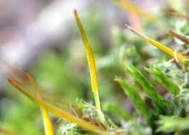 Attēlu rezultāti vaicājumam “Didymodon rigidulus sporophyte”