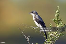 Image result for Lanius minor