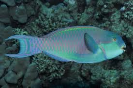 Image result for Chlorurus perspicillatus