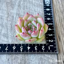 「マリアム=フタピエ」の画像検索結果