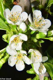 Attēlu rezultāti vaicājumam “Cerasus leaf”