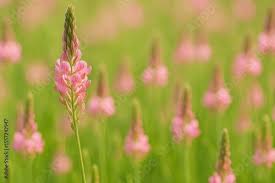 Attēlu rezultāti vaicājumam “Onobrychis arenaria fruit”