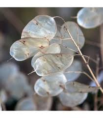Attēlu rezultāti vaicājumam “Lunaria rediviva bud”