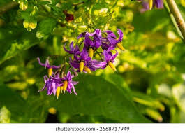 Attēlu rezultāti vaicājumam “Solanum dulcamara leaf”