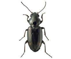 Attēlu rezultāti vaicājumam “Bembidion sp.”