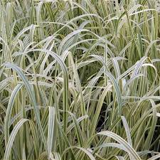 Attēlu rezultāti vaicājumam “Glyceria maxima leaf”