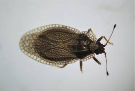 Attēlu rezultāti vaicājumam “Acalypta carinata”