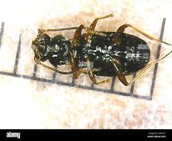 Attēlu rezultāti vaicājumam “Bembidion litorale”