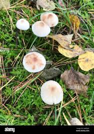 Attēlu rezultāti vaicājumam “Mycena zephirus”