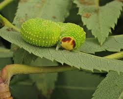 Attēlu rezultāti vaicājumam “Trichiosoma larva”