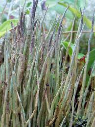 Attēlu rezultāti vaicājumam “Cladonia cornuta”