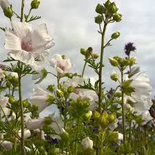 Image result for Malva moschata alba