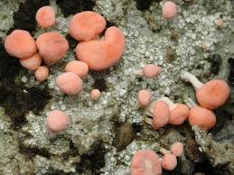 Attēlu rezultāti vaicājumam “Dibaeis baeomyces”