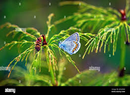 Attēlu rezultāti vaicājumam “Plebejus idas female”