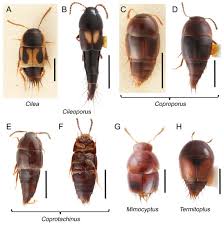 Attēlu rezultāti vaicājumam “Tachyporus sp.”