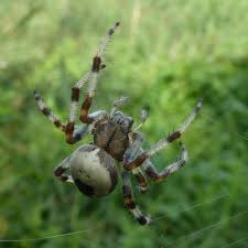 Attēlu rezultāti vaicājumam “Araneus marmoreus”