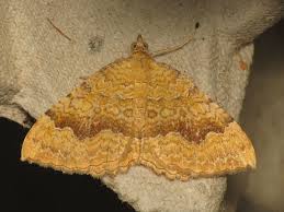 Attēlu rezultāti vaicājumam “Camptogramma bilineata”