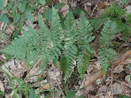 Attēlu rezultāti vaicājumam “Dryopteris dilatata”