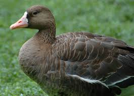 Attēlu rezultāti vaicājumam “Anser albifrons”