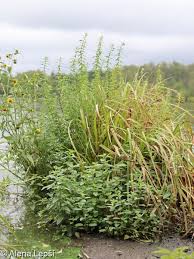 Attēlu rezultāti vaicājumam “Mentha x verticillata”