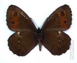 Attēlu rezultāti vaicājumam “Erebia ligea upperside”