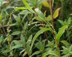 Attēlu rezultāti vaicājumam “Persicaria hydropiper”