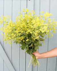 Image result for Frauenmantel