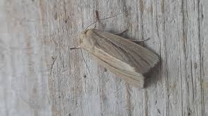 Attēlu rezultāti vaicājumam “Mythimna impura”