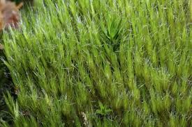 Attēlu rezultāti vaicājumam “Campylopus introflexus”