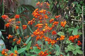 Image result for Calceolaria integrifolia