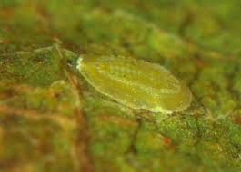 Attēlu rezultāti vaicājumam “Aleurochiton aceris nymph”