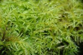 Attēlu rezultāti vaicājumam “Eurhynchium praelongum”