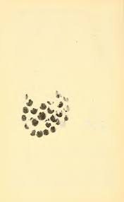 Attēlu rezultāti vaicājumam “Amaurochaete fusiformis spores”