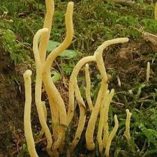 Attēlu rezultāti vaicājumam “Clavulinopsis helvola”